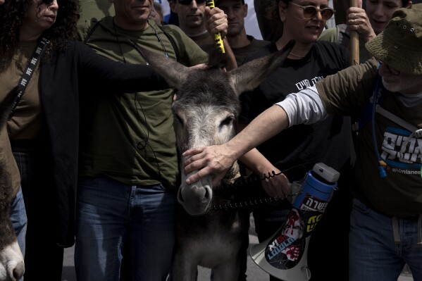 Mitglieder der Gruppe „Brotherhood and Sisters in Arms“ stehen mit einem Esel, der an einem Lautsprecherkabel gekaut hat, während eines Protests gegen Israels Ausnahmen für ultraorthodoxe Juden von der Wehrpflicht in der Nähe des Büros des Premierministers in Jerusalem, Dienstag, 26. März 2024 . (AP Photo/Maya Alirozo)