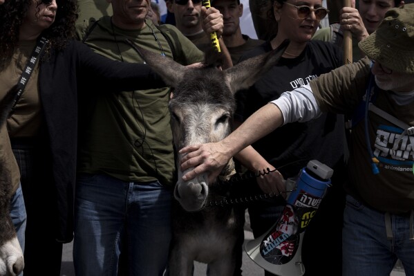 Miembros del grupo Hermandad y Hermanas en Armas junto a un burro, que mordió un cable de altavoz, durante una protesta contra las exenciones de Israel para los judíos ultraortodoxos del servicio militar obligatorio, cerca de la Oficina del Primer Ministro en Jerusalén, el martes 26 de marzo de 2024. (Foto AP/Maya Alirozo)