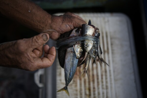 Fisher Gerard Aurentz wraps bait around a rock hoping to catch tuna in Vairao, Tahiti, French Polynesia, Thursday, Jan. 11, 2024. (AP Photo/Daniel Cole)