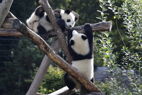 FILE - The Panda bear cubs Meng Xiang (nickname Pit), right, and Meng Yuan (nickname Paule), left, climb in their enclosure during their first birthday in Berlin, Germany, Monday, Aug. 31, 2020. The Berlin Zoo has sent the first giant pandas born in Germany to China, dispatching the four-year-olds on a journey that was delayed by the COVID-19 pandemic. Pit and Paule departed from Berlin on Saturday aboard an Air China cargo jet and have now arrived at their new home, the Chengdu Panda Base, the zoo said in a statement on Monday. (AP Photo/Michael Sohn, File)