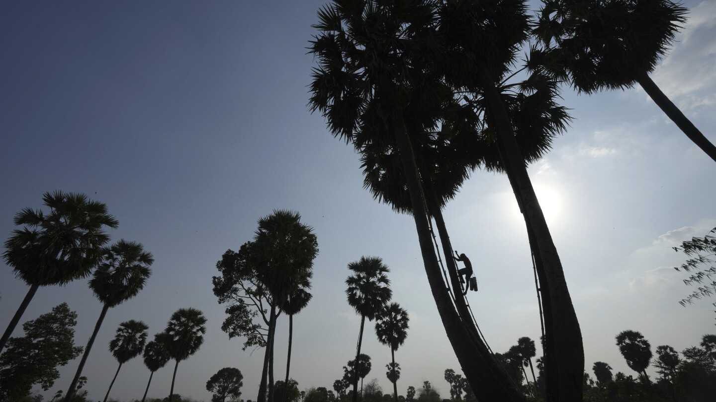 СНИМКИ AP: Събирането на сок за производство на палмова захар е трудна и по-малко привлекателна работа за камбоджанците