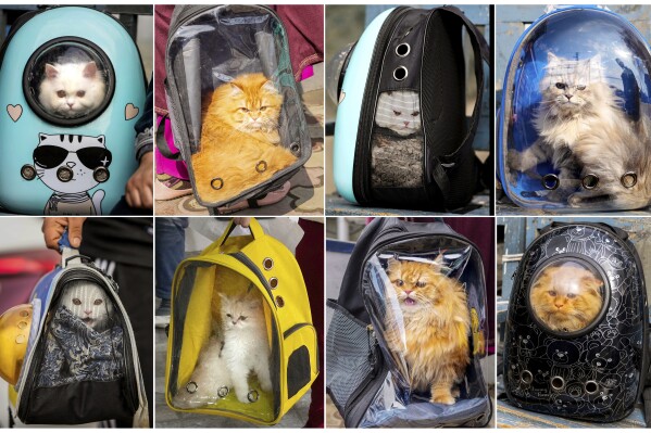 This combination photograph shows pet cats in carry bags at Kashmir veterinary hospital in Srinagar, Indian controlled Kashmir, Tuesday, Feb. 11, 2025. (AP Photo/Mukhtar Khan)