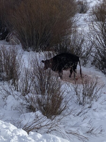 A cow injured in a wolf attack is seen on a ranch, Jan 18, 2022, near Walden, Colo. The cow was later euthanized. Livestock attacks by wolves impact only a small portion of the agriculture industry but can be devastating for individual ranchers and farmers. (Don Gittleson via AP)
