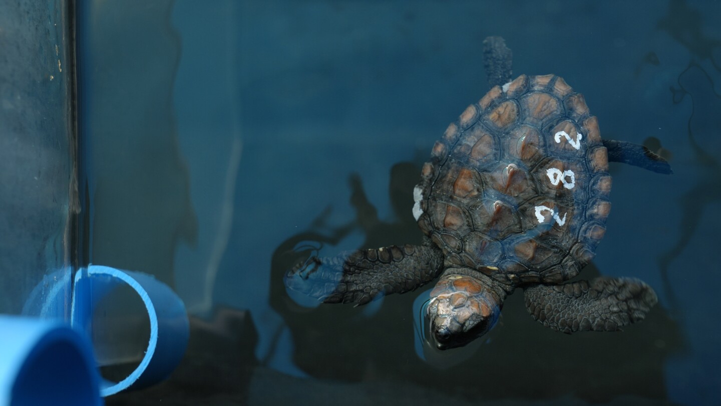 Над 500 бебета морски костенурки бяха изхвърлени на брега при голяма буря край Южна Африка. Ето спасителните усилия