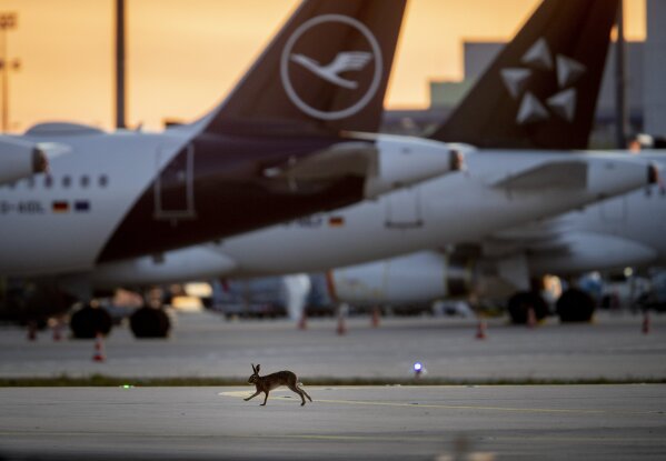 A hare runs along grounded Lufthansa planes at the airport in Frankfurt, Germany, Saturday, April 11, 2020. Due to the coronavirus Lufthansa had to cancel 95 percent of its flights. (AP Photo/Michael Probst)
