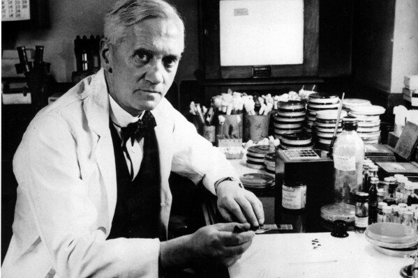 ** FILE ** Sir Alexander Fleming is seen in 1952 at London's Wright Fleming Institute. The Scottish bacteriologist discovered penicillin at St. Mary's Hospital in London in September 1928. The mold, called Penicillium notatum, was discovered by accident and produced a substance named penicillin which ultimately saved millions of people from life-threatening infections. It is considered one of the great advances of modern medicine in the 20th  century. Fleming was knighted in 1944.  In 1945 he shared the Nobel Prize for Physiology or Medicine.  (AP Photo/File)