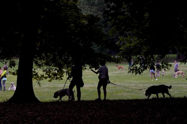 Dog owners and their dogs mingle in the early morning in Prospect Park, Thursday, Aug. 24, 2023, in New York. Many prospective dog or cat owners only focus on the positive aspects of bringing a furry friend into their lives. And there are countless reasons why pets are great. But it's also important to have realistic expectations so you don't face sudden expenses that could hurt your financial stability. (AP Photo/Bebeto Matthews)