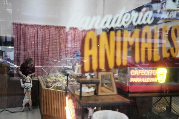 Co-owner Rocio Dominguez offers a treat to Tony, one of her regulars, at Chumbis, an artisanal bakery for animals, in Buenos Aires, Argentina, Friday, April 4, 2025. (AP Photo/Natacha Pisarenko)