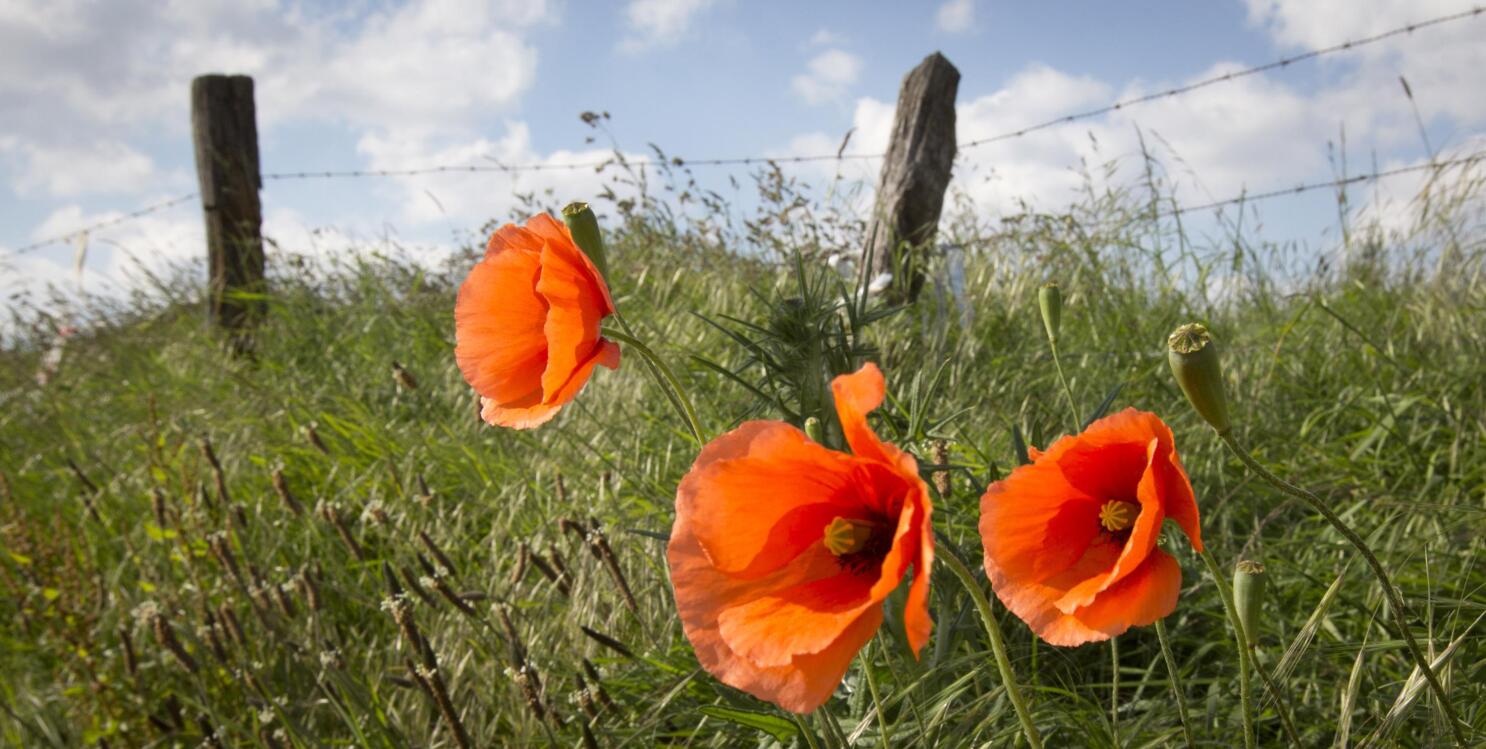 Flanders Fields and the Memorial Day Remembrance Poppy - Four