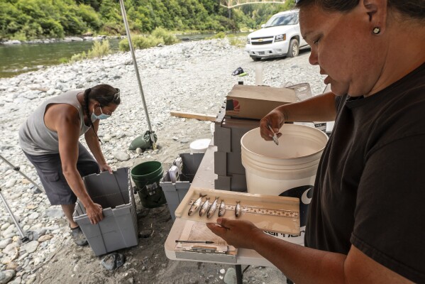 FILE - Jamie Holt, lead fisheries technician for the Yurok Tribe, right, and Gilbert Myers count dead chinook salmon pulled from a trap in the lower Klamath River on June 8, 2021, in Weitchpec, Calif. Work has begun on the largest dam removal project in history along the Klamath River. Four dams will be removed by the end of 2024. (AP Photo/Nathan Howard, File)