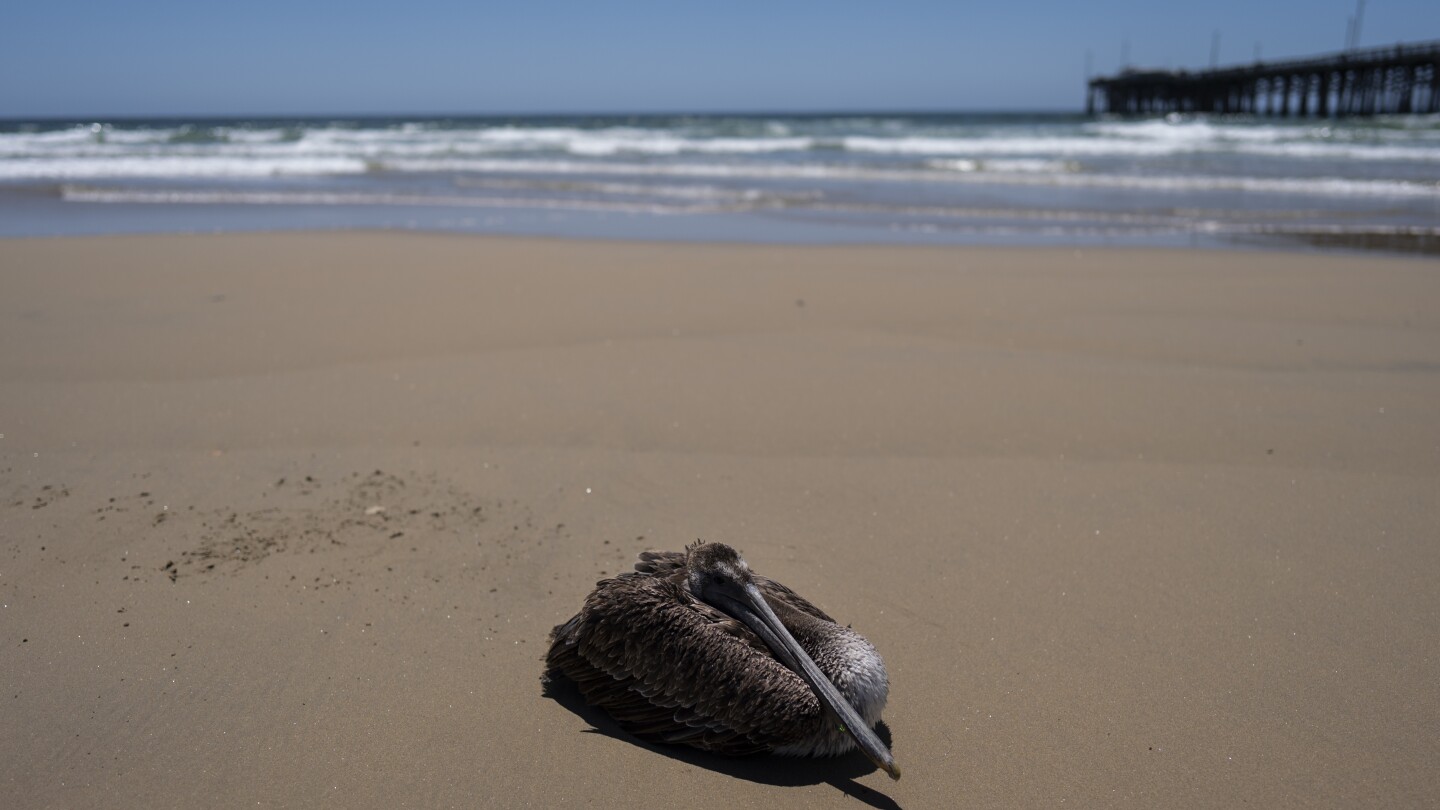 НЮПОРТ БИЙЧ, Калифорния (AP) — Десетки болни и гладуващи пеликани