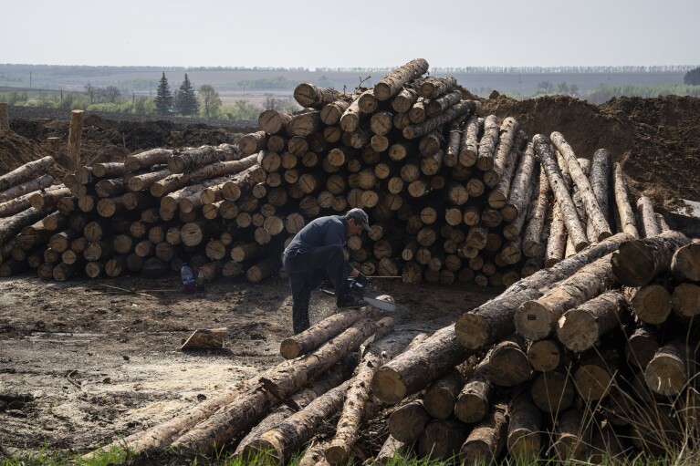 A worker cuts wood for new defensive positions close to the Russian border in Kharkiv region, Ukraine, on Wednesday, April 17, 2024. (AP Photo/Evgeniy Maloletka)