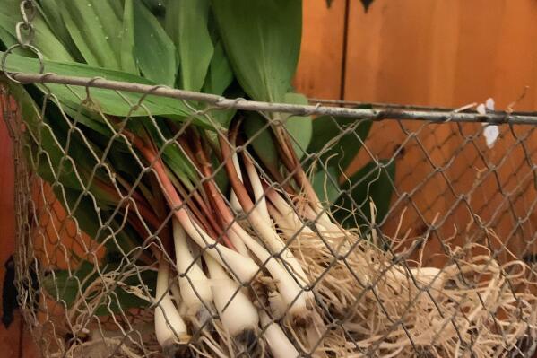 This photo shows a basketful of ramps purchased by Tom Brauer of Norwich, New York, that sparked a controversy on the Facebook page The New York Times Cooking Community over the way the coveted wild spring onions were harvested. The New York Times has announced it was disentangling its name from the page after numerous dramas spanning politics, race and unruly debate. (Tom Brauer via AP)