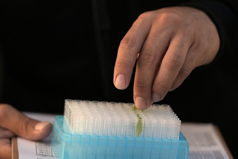 Angel Dias, Independent Contractor, puts guayule into a test tube at the Bridgestone Bio Rubber farm Monday, Feb. 5, 2024, in Eloy, Ariz. Guayule thrives amidst drought, its leaves set apart from dry dirt at a research and development farm operated by the tire company Bridgestone. (AP Photo/Ross D. Franklin)