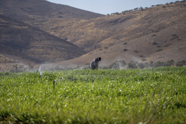 A Palestinian farmer Saleh Bisharat works in his field in the northern Jordan Valley, the occupied West Bank, Wednesday, Aug. 9, 2023. In the occupied West Bank, where Israeli water pipes don’t reach, Palestinians say they can't get enough water to irrigate their farms. By comparison, the neighboring Jewish settlements look like an oasis with swimming pools. (AP Photo/Ohad Zwigenberg)