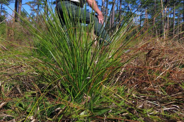 A U.S. pine species thrives when burnt. Southerners are rekindling