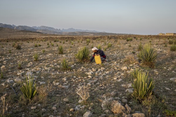 Mohammed Abdullah tends to dragon's blood tree saplings at the Keybani family nursery on the Yemeni island of Socotra, Sept. 18, 2024. (AP Photo/Annika Hammerschlag)