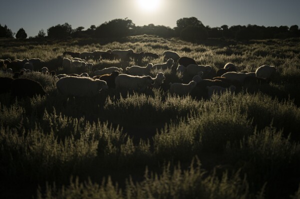Sheep move across land at the home of Jay Begay Sr Wednesday, Sept. 6, 2023, in the community of Rocky Ridge, Ariz., on the Navajo Nation. Begay Sr. had brought the sheep out to graze in the afternoon before the sun set. (AP Photo/John Locher)