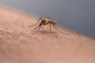 A mosquito feeds at the Salt Lake City Mosquito Abatement District on July 26, 2023, in Salt Lake City. (AP Photo/Rick Bowmer)