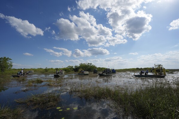 Airboats carry members of a task force that brings together federal, state, tribal and local agencies working to restore and protect the Florida Everglades, on a field visit to the Miccosukee Indian Reservation ahead of a task force meeting hosted by the Miccosukee Tribe, Wednesday, April 24, 2024. (AP Photo/Rebecca Blackwell)
