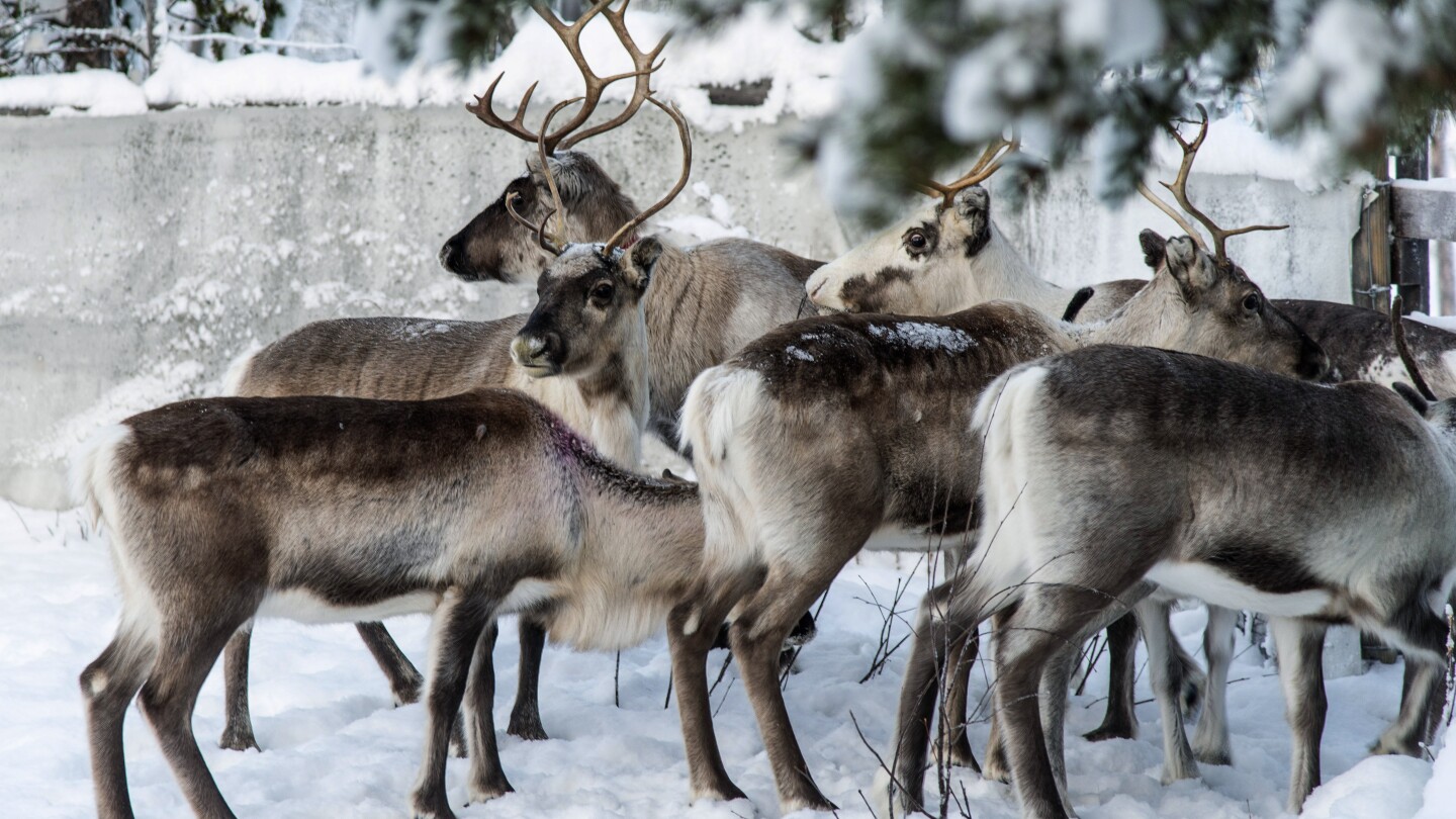 The research means that reindeer imaginative and prescient advanced to detect most popular meals