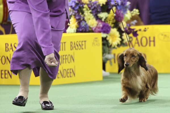 FILE - A long-haired dachshund competes during the 140th Westminster Kennel Club dog show, Monday, Feb. 15, 2016, at Madison Square Garden in New York. Frenchies remained the United States' most commonly registered purebred dogs last year, according to American Kennel Club rankings released Wednesday, March 20, 2024. After French bulldogs, the most common breeds registered were Labs, golden retrievers, German shepherds, and poodles. Then came dachshunds, bulldogs, beagles, and others. (AP Photo/Mary Altaffer, File)
