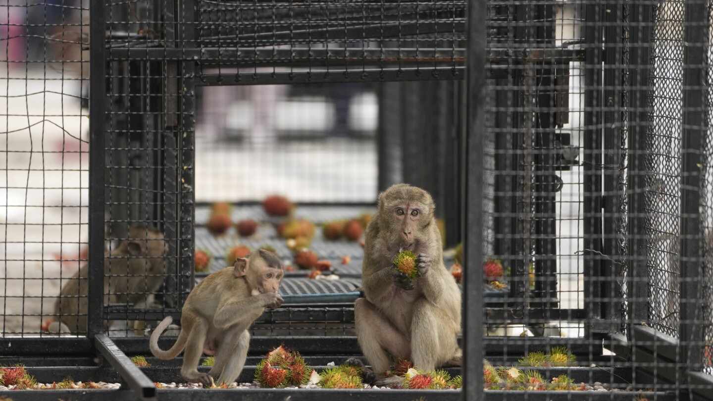 Тайландски град, полудял от маймуни-мародери, лансира план да ги затвори и изпрати надалеч