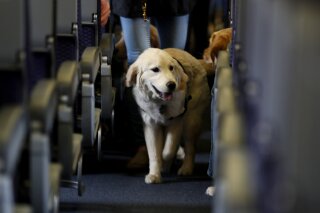 FILE - In this April 1, 2017 file photo, a service dog strolls through the isle inside a United Airlines plane at Newark Liberty International Airport in Newark, N.J., while taking part in a training exercise. United announced Friday, Jan. 8, 2021, that starting with flights in February it will no longer accept emotional-support animals. It will let trained service dogs fly for free in the cabin, but owners of other animals will have to pay a pet fee to put them in the cargo hold or a carrier that fits under a seat. (AP Photo/Julio Cortez, File)