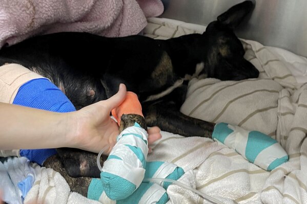 RETRANSMISSION TO CORRECT CITY - This photo provided by Maui Humane Society released on the week of Aug. 9, 2023, an injured dog is treated at Maui Humane Society in Puunene, Hawaii. The Maui Humane Society is treating dogs, cats, chickens, pigs and other animals that were badly burned while fleeing the wildfires. (Jenny Miller/Maui Humane Society via AP)