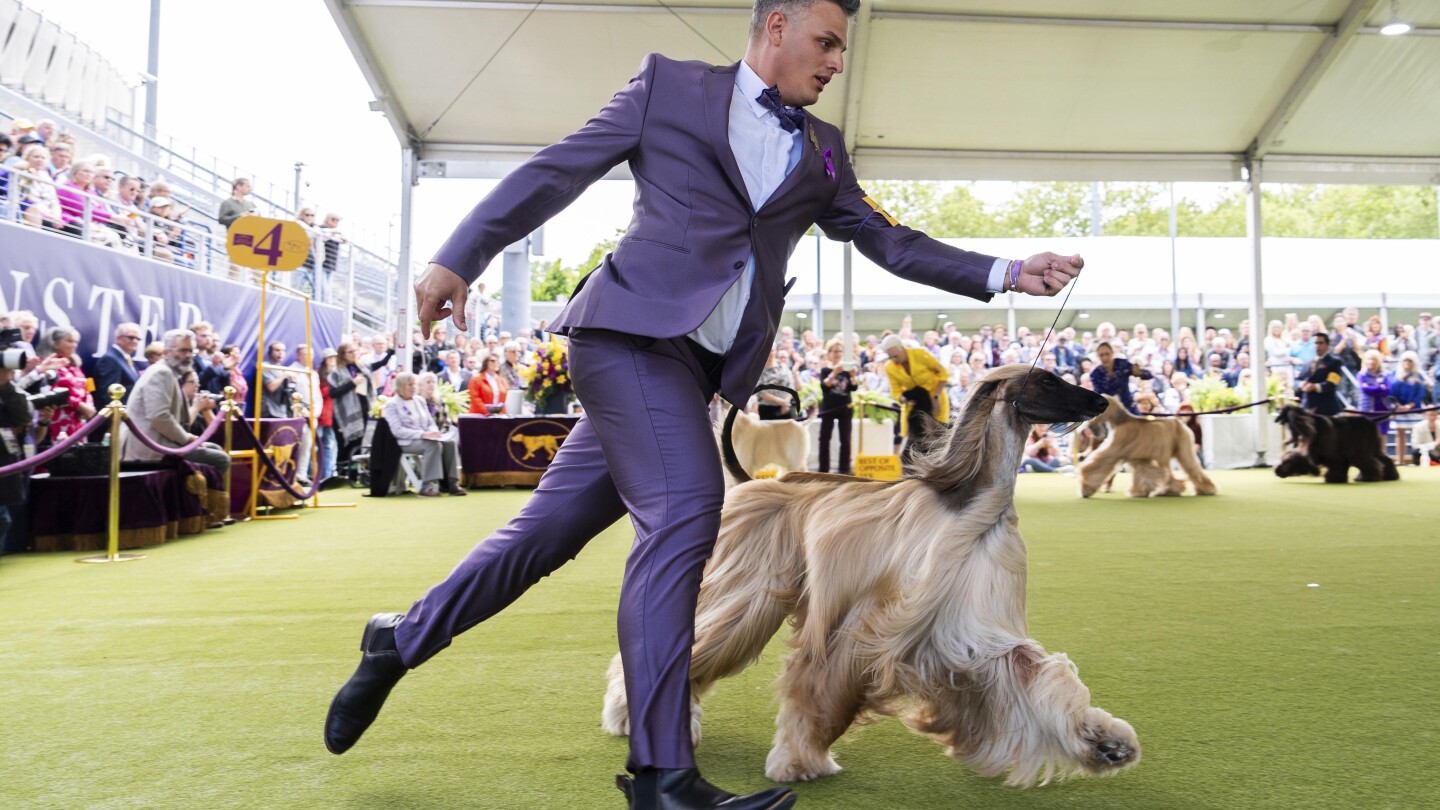 웨스트민스터 켄넬 클럽(Westminster Kennel Club): 148번째 쇼에서 개와 충실함의 쇼