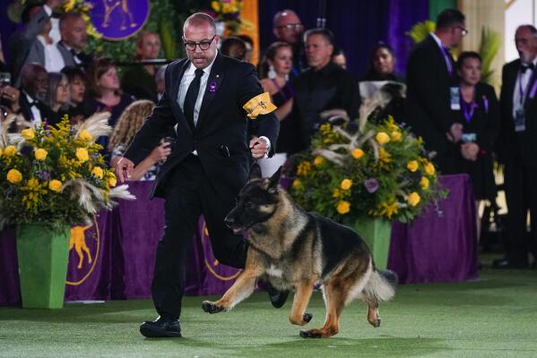 German Shepherd in a dog show competition