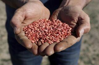 President of the Western Australian Farmers Federation Rhys Turton poses for a photograph holding barley seeds in his fields near York, 100 kilometers (62 miles) east of Perth, Australia May 19, 2020. Australia has on Tuesday, April 11, 2023, suspended a complaint to the World Trade Organization in a bid to reopen the Chinese market to Australian barley in the new government's latest step toward repairing relations with Beijing. (Richard Wainwright/AAP Image via AP)