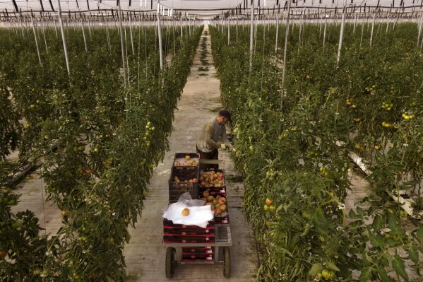 
              In this Saturday, March 2, 2019 photo, a morrocan worker collects tomatoes at the Gava group greenhouses in Almería, in the autonomous community of Andalusia, Spain. The plastic covering intensifies and traps the heat while maintaining humidity. That allows farmers in this sunny region to harvest fruit and vegetables one month earlier than they would be able to if they were growing in open fields. Britain's impending departure from the European Union could punch a multi-million-euro hole in the fruit and vegetable  business here.   (AP Photo/Emilio Morenatti)
            