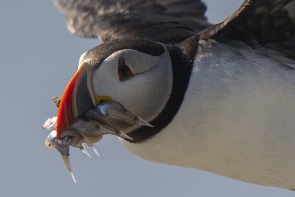 Um papagaio-do-mar do Atlântico voa com peixes-isca para alimentar seu filhote em Eastern Egg Rock, Maine, domingo, 5 de agosto de 2023. (AP Photo/Robert F. Bukaty)