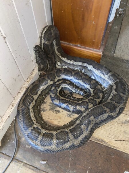 In this photo provided by Steven Brown, a snake is coiled on the floor of a home at Laceys Creek, Australia, Monday, Aug. 31, 2020. David Tait returned home and was surprised to discover that his kitchen ceiling had collapsed under the weight of two large pythons apparently fighting over a mate. (Steven Brown/Brisbane North Snake Catchers and Relocation via AP)