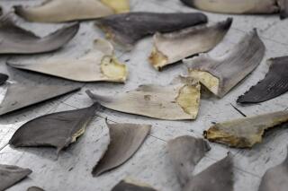FILE - Confiscated shark fins are shown during a news conference, Thursday, Feb. 6, 2020, in Doral, Fla. A spate of recent criminal indictments highlights how U.S. companies, taking advantage of a patchwork of federal and state laws, are supplying a market for fins that activists say is as reprehensible as the now-illegal trade in elephant ivory once was. (AP Photo/Wilfredo Lee, File)