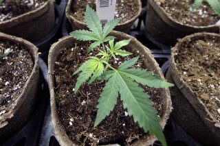 
              FILE - In this Thursday, July 12, 2018 file photo, a newly-transplanted cannabis cuttings grow in pots at a medical marijuana cultivation facility in Massachusetts. In a report released on Monday, Aug. 27, 2018, researchers at UC San Diego detected marijuana's mind-altering ingredients in breast milk of nursing mothers, raising doctors' concerns amid evidence that increasing numbers of U.S. women are using pot during pregnancy and afterward. (AP Photo/Steven Senne)
            