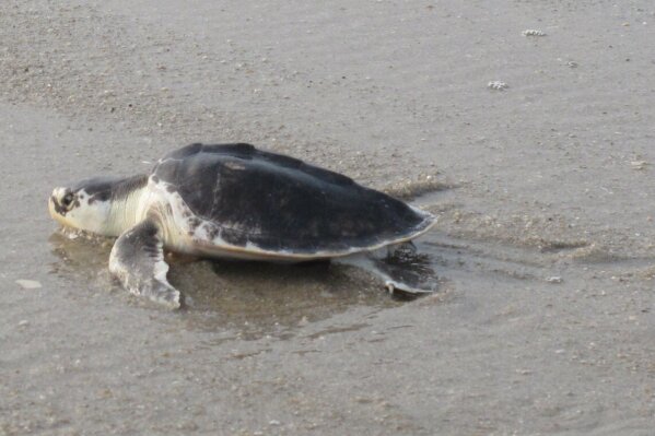 FILE - In this Sept. 15, 2020, file photo, Silver Belle, a critically endangered Kemp's Ridley sea turtle, heads for the ocean in Point Pleasant Beach, N.J., after being released by Sea Turtle Recovery. Louisiana will help inshore shrimpers buy turtle escape hatches that will be required next year for some boats, Gov. John Bel Edwards said Tuesday, Oct. 13, 2020. The program affects only Louisiana shrimpers requiring turtle excluder devices in some skimmer trawls to take effect in all Gulf and southeastern Atlantic states on April 1, 2021. (AP Photo/Wayne Parry, File)