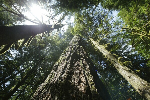 FILE - Old growth Douglas fir trees stand along the Salmon river Trail on the Mt. Hood National Forest outside Zigzag, Ore. A federal judge has found that a Trump-era rule change that allowed for the logging of old-growth forests in the Pacific Northwest violates several laws. U.S. Magistrate Judge Andrew Hallman on Thursday, Aug. 31, 2023 found that the U.S. Forest Service violated the National Environmental Policy Act, the National Forest Management Act, and the Endangered Species Act when it amended a protection that had been in place since 1994. (AP Photo/Rick Bowmer, File)