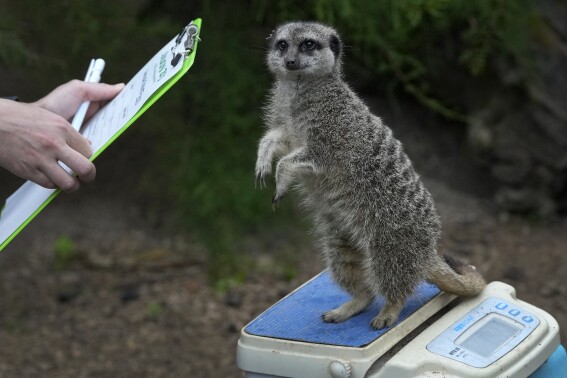 Frank the Meerkat is weighed during London Zoo's Annual Weigh In, in London, Thursday, Aug. 24, 2023. The Annual Weigh In is a chance for keepers at the conservation zoo to make sure the information they've recorded is up-to-date and accurate, with each measurement then added to the Zoological Information Management System (ZIMS), a database shared with zoos all over the world that helps zookeepers to compare important information on thousands of threatened species. (AP Photo/Kirsty Wigglesworth)