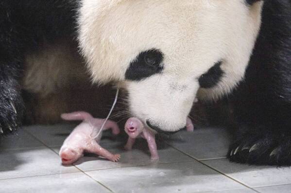 This photo provided by Samsung C&T Corp. shows giant panda Ai Bao and her twin cubs at an amusement park in Yongin, South Korea, Friday, July 7, 2023. Ai Bao gave birth to the cubs, both female, last Friday at the Everland theme park near Seoul, the park’s operator, Samsung C&T resort group, said in a statement Tuesday. (Samsung C&T Corp. via AP)