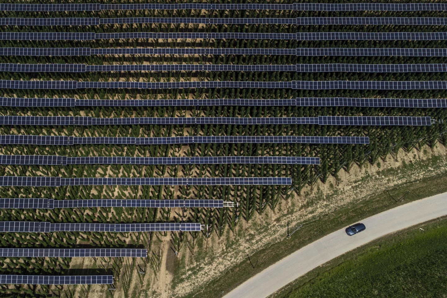 Solar panels over hops farm.