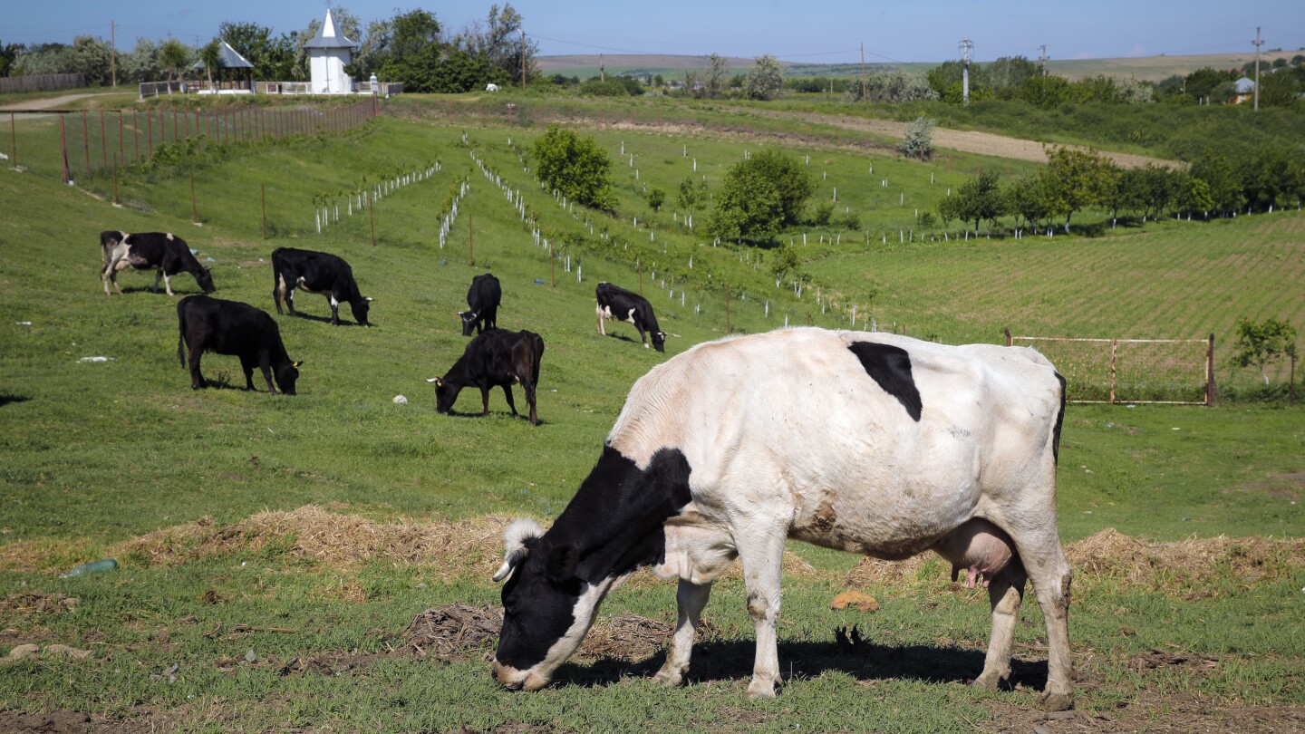 Flatulent cows and pigs will face a carbon tax in Denmark, a world first
