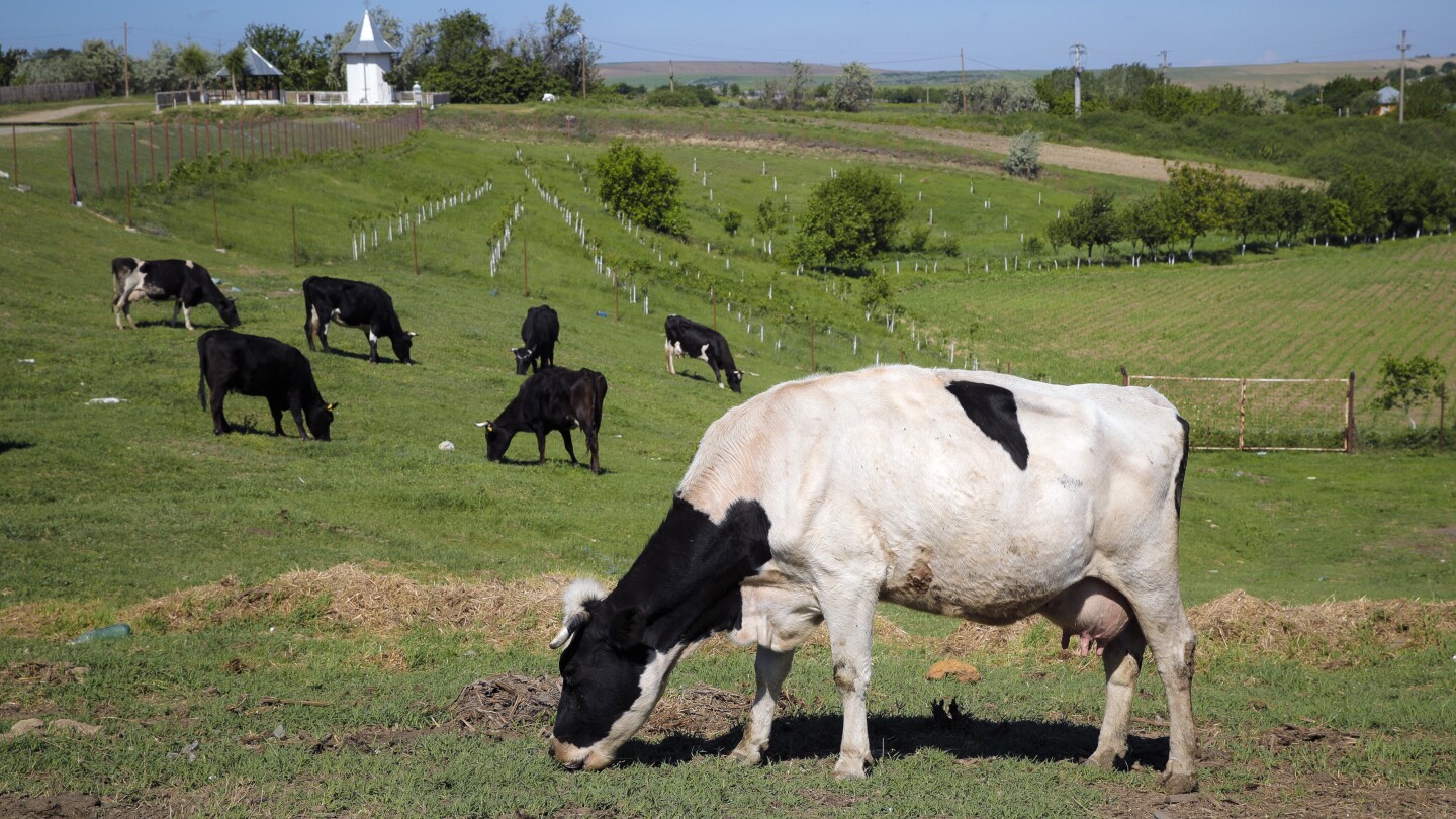 Gassy cows and pigs will face a carbon tax in Denmark, a global first