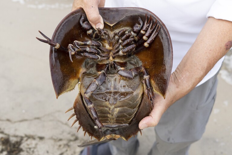 Glenn Gauvry speaks while he displays the underside of a horseshoe crab at Pickering Beach in Dover, Del., Sunday, June 11, 2023. (AP Photo/Matt Rourke)