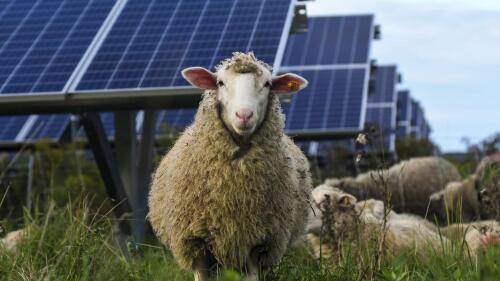 Sheep graze at a solar farm at Cornell University in Ithaca, N.Y., Friday, Sept. 24, 2021. As panels spread across the landscape, the grounds around them can be used for native grasses and flowers that attract pollinators such as bees and butterflies. Some solar farms are being used to graze sheep.(AP Photo/Heather Ainsworth)