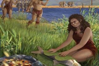 This illustration provided by Tel Aviv University depicts hominins preparing Luciobarbus longiceps fish on the shores of the ancient lake Lake Hula. A recent study found the oldest evidence of using fire to cook, dating back to 780,000 years ago. (Ella Maru/Tel Aviv University via AP)