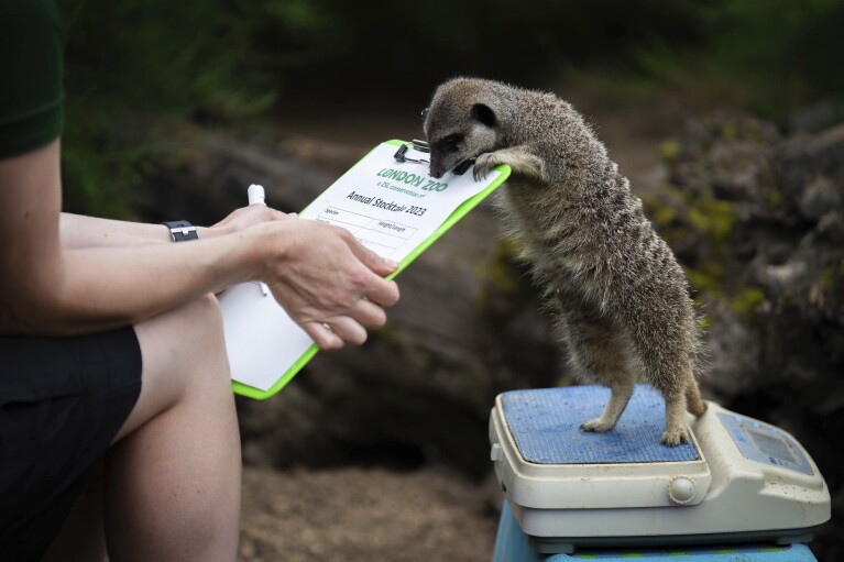 A meerkat is weighed during London Zoo's Annual Weigh In, in London, Thursday, Aug. 24, 2023. The Annual Weigh In is a chance for keepers at the conservation zoo to make sure the information they've recorded is up-to-date and accurate, with each measurement then added to the Zoological Information Management System (ZIMS), a database shared with zoos all over the world that helps zookeepers to compare important information on thousands of threatened species. (James Manning/PA via AP)