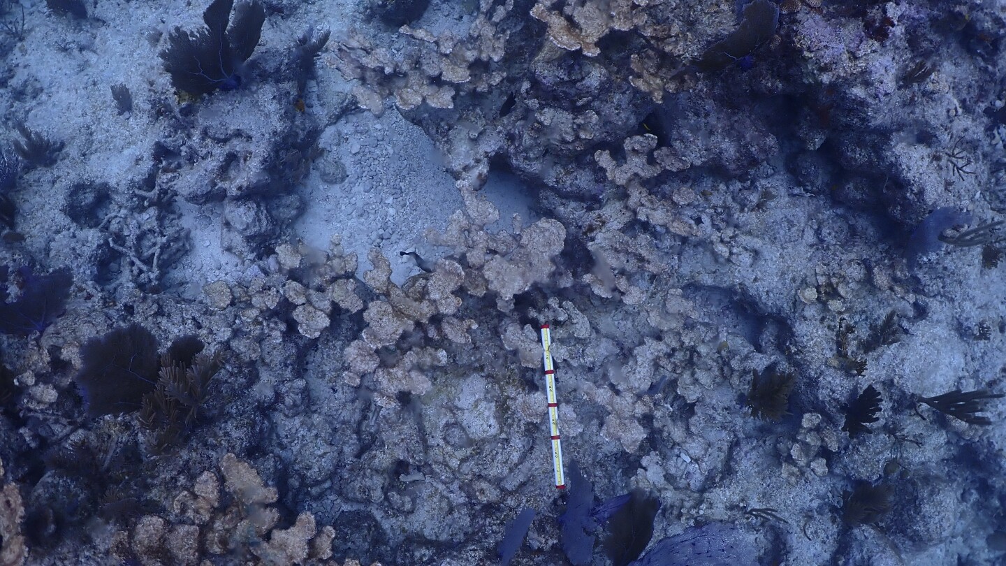 Горещата морска вода уби повечето от култивираните корали във Флорида Кийс в пречка за усилията за възстановяване