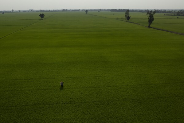 2024 年 1 月 23 日，星期二，越南南部湄公河三角洲隆安省，一名农民正在向稻田喷施肥料。范正在尝试的新技术是减少用水和使用无人机施肥，越南希望这将有助于解决一个悖论水稻种植的核心：这种挑剔的作物不仅容易受到气候变化的影响，而且对气候变化也有独特的影响。  （美联社照片/Jae C. Hong）